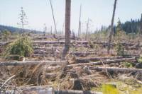 Routt Blowdown